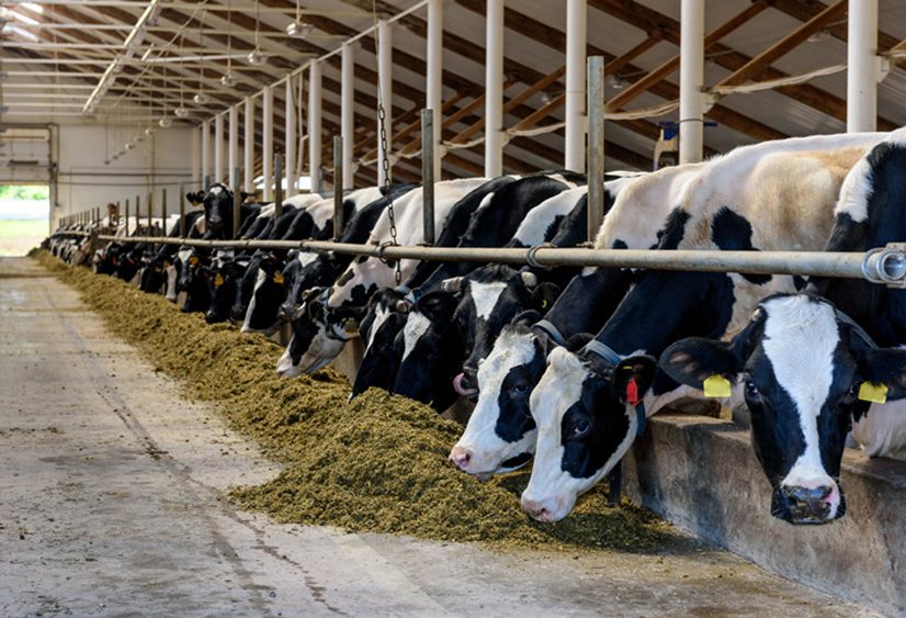 Dairy & Livestock Farming